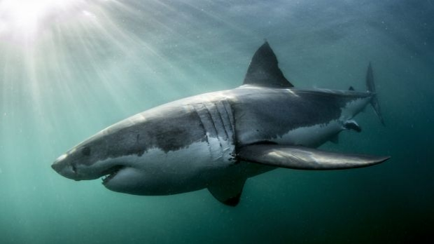 Article image for Shark-spotting drones to be trialled at WA beaches