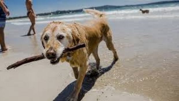 Article image for Dog fight at Coogee Beach