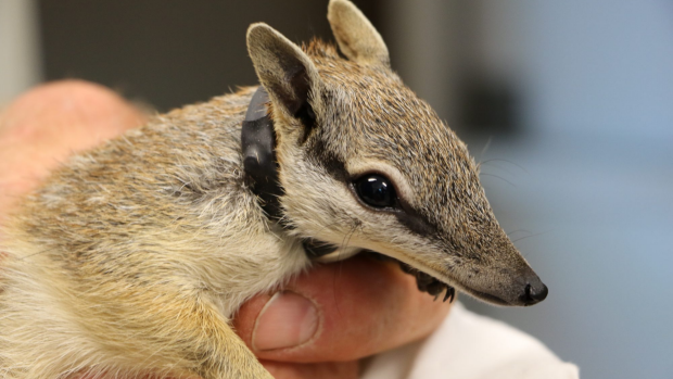 Article image for Numbats into the wild