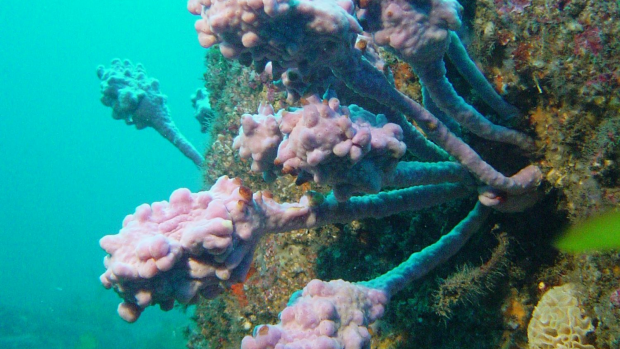 Article image for CSI: Underwater Perth