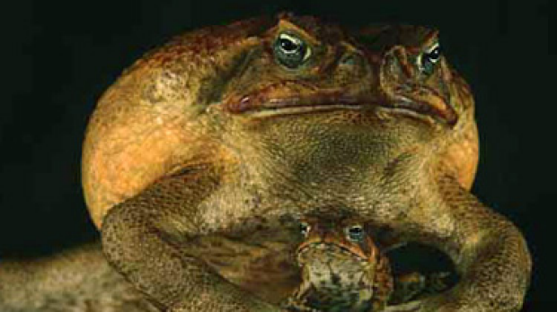 Article image for Toads for dinner?