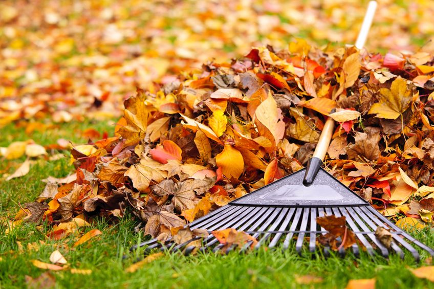 Article image for Plants and trees for your shady garden spots! And heaps more with Sue McDougall