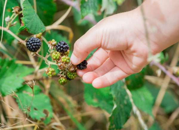 Article image for Perth’s urban food forager