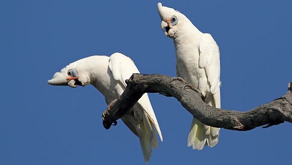 Article image for Does Perth have a Corella problem?