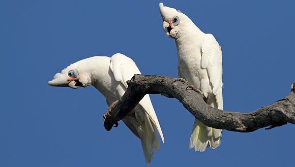 Article image for Corella cull