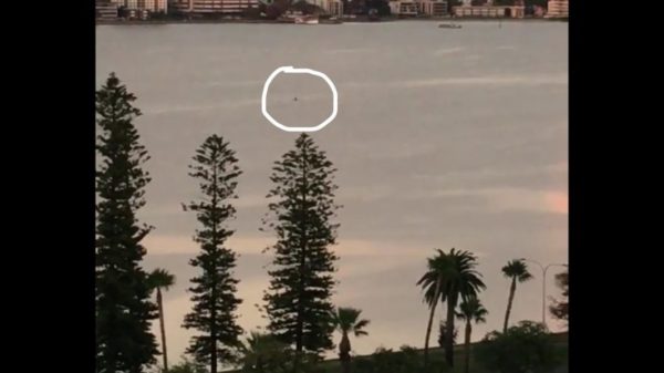 Article image for Is this footage of a massive shark in the Swan River?