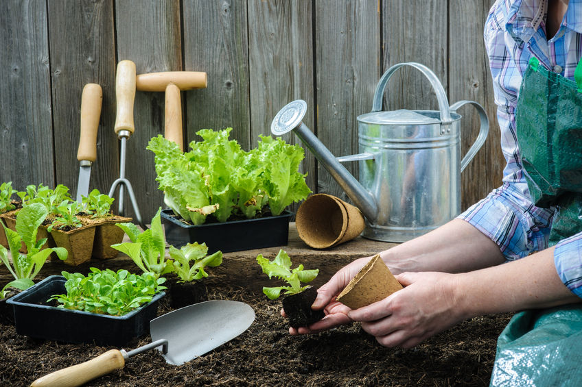 Article image for Our Gardening Expert Sue McDougall