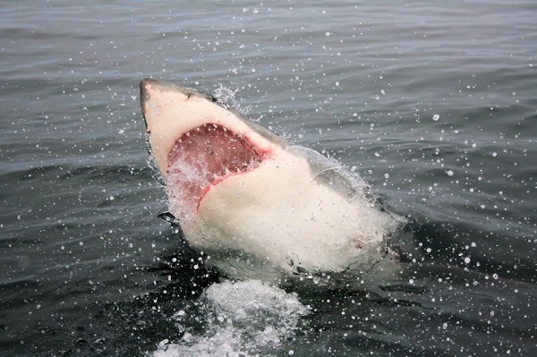 Article image for First Great White caught on drum-line