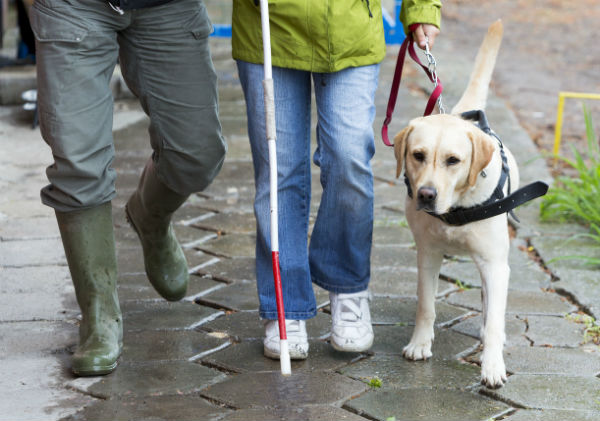 Article image for Calming Your Dog In A Storm and Hearing Aids For Dogs With Dr. Mel Criddle From Swans Vets