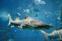 Should we be worried about sharks in the river?