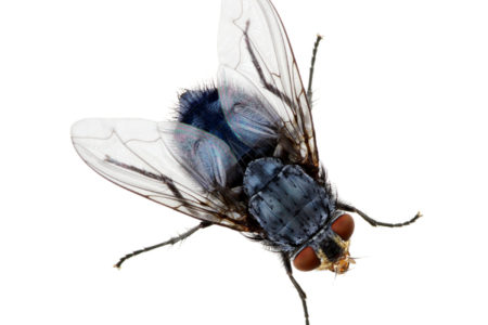 Why You Can’t Swat That Fly