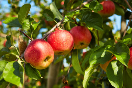 Taste of The West – Tim Lyster – Galaxy Apples – March 3rd, 2018.