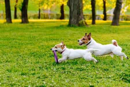 Are off-leash dog parks a good idea?