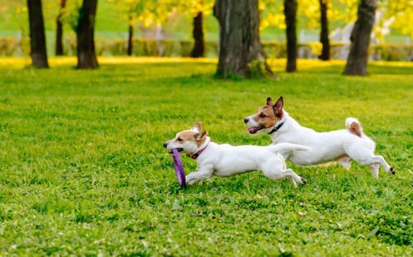 Article image for Paw patrol: Local council’s covert plan to combat rogue dogs