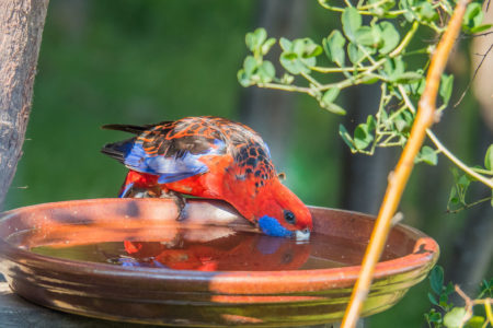 Australia losing it’s birds