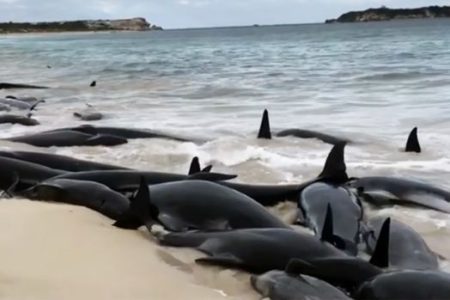 What causes mass whale beachings?