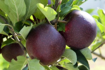 Taste of The West – Bravo Apples – Anne Lyster – Lyster Orchards – March 31st, 2018