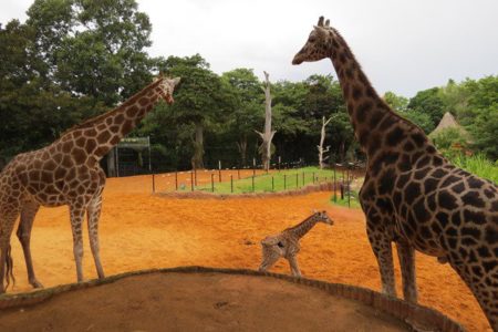 Perth Zoo welcomes the birth of female giraffe calf