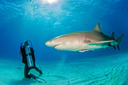 HomeGrown – FitBits and Lemon Sharks – Lauran Brewster 0 April 8, 2018