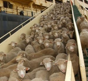 Value of live sheep export for WA