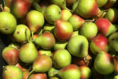 Taste of The West: Newton Brothers Orchards Goldrush pears