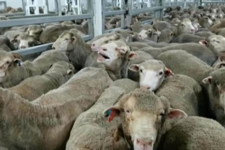 Live Export Banned During The Hottest Months