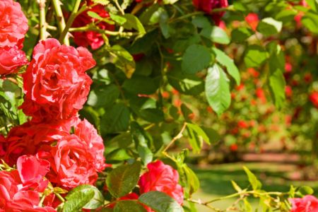 Garden thief strikes Mt Helena