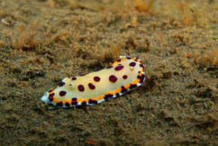 New Sea Slug Species