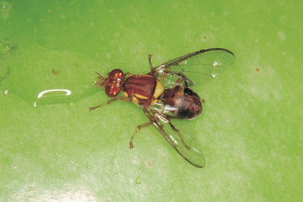 Article image for October Gardening Tip – Baiting for Mediterranean Fruit Fly