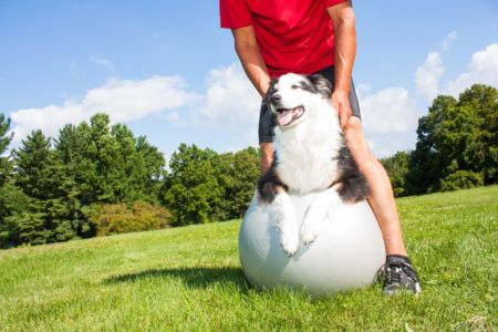 Easing arthritis in dogs