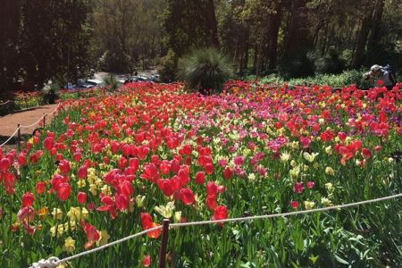 The Araluen Tulip Festival blooms again for 2020