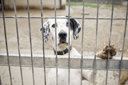 20,000 pets euthanased each year because of rental restrictions