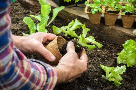 Weekend Gardening – May 24, 2018