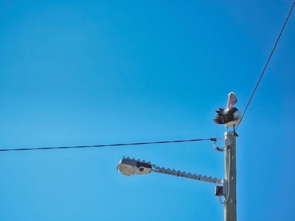 Article image for The story of a pelican found 350 clicks from the ocean!