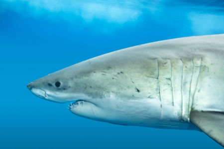 Calls for Federal Government to “scientific evidence” to tackle sharks