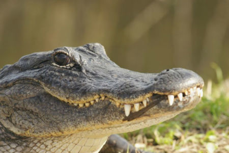 Croc pie wrangling people to Wyndham