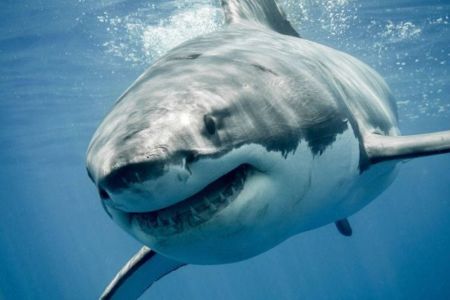 Esperance locals are calling for more to be done to stop sharks