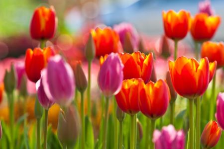 Spring has sprung at Araluen Botanic Park