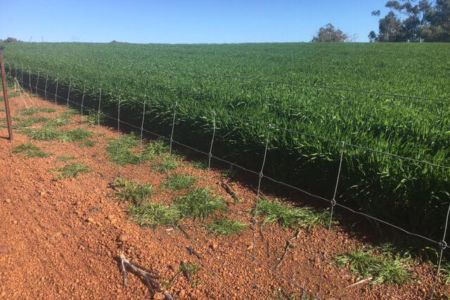 Barnaby Joyce to help Bolgart farmer donate $70,000 barely straw crop