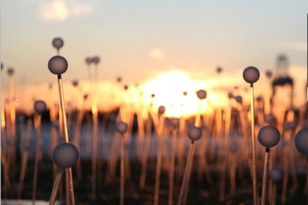 Field Of Light Comes to Albany