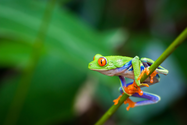 FrogID Week