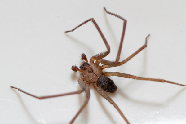 Friend or foe: how do you feel about the insects & spiders living in your home?
