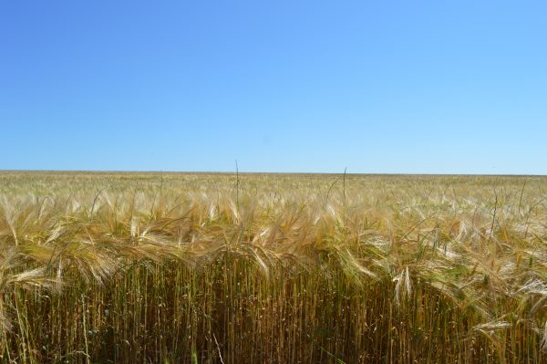 Farmers still waiting to donate bales