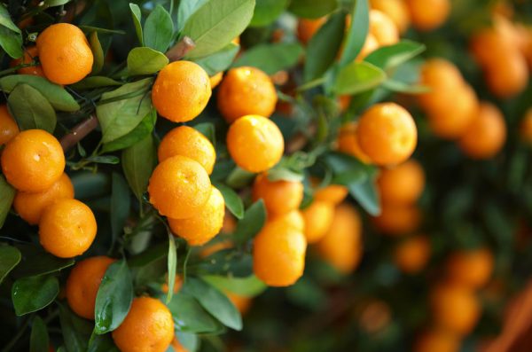 Article image for Citrus tree recovery, pink porch ginger and Christmas trees with Sue McDougall