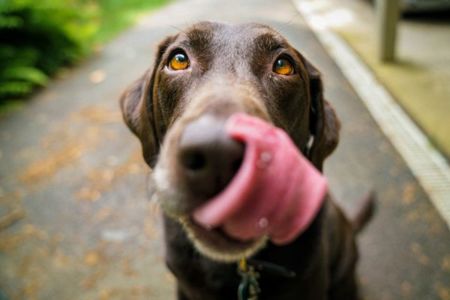 Tails wagging over doggy day out