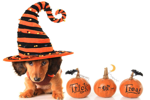 A Howl-o-ween Pawty to get excited about.