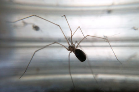 Did you believe the Daddy Longlegs myth?