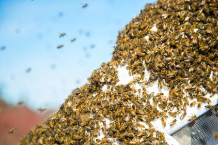 Got a bee in your bonnet? How about a swarm in your garden?