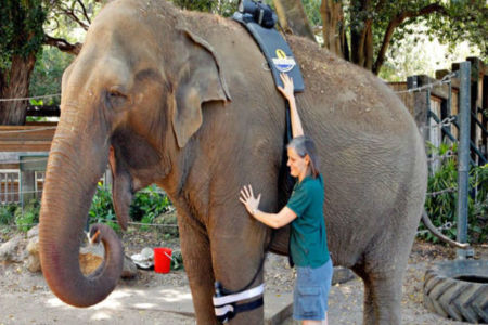 Elephant enclosure to close at Perth Zoo when Tricia dies