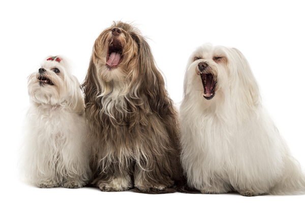 Perth man fined for poisoning neighbour’s dogs
